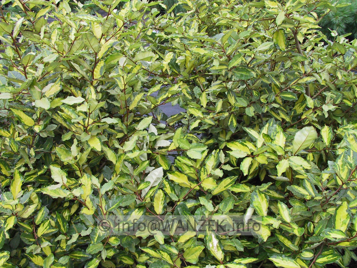 Elaeagnus pungens Maculata - Blattwerk.JPG